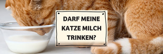 Katzenmilch: Darf die Katze Milch trinken? Alle Fakten & Alternativen