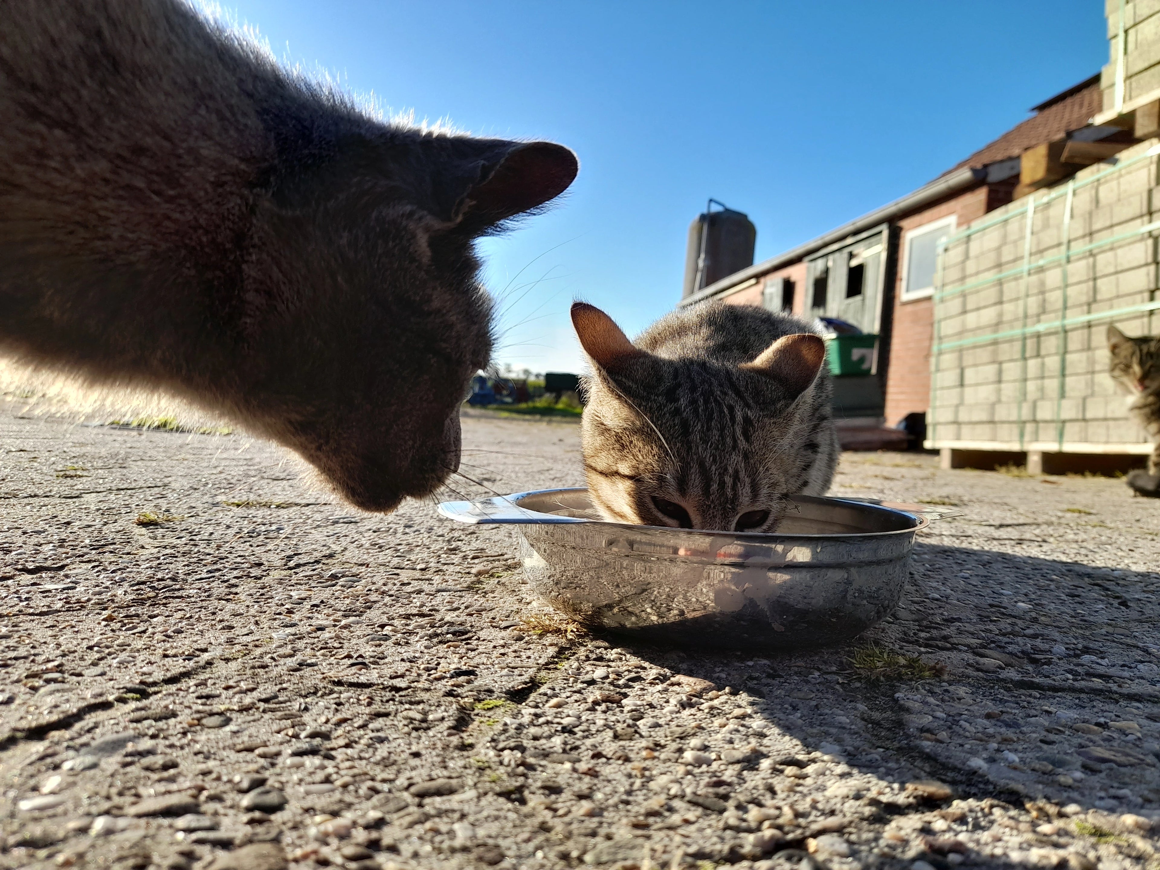 Frische Katzenmilch direkt vom Bauern – perfekt für verwöhnte Stubentiger