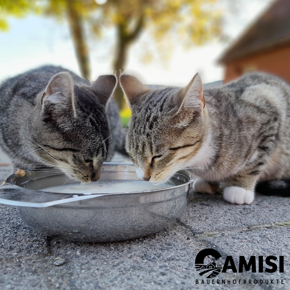 Katzenmilch_Camisi