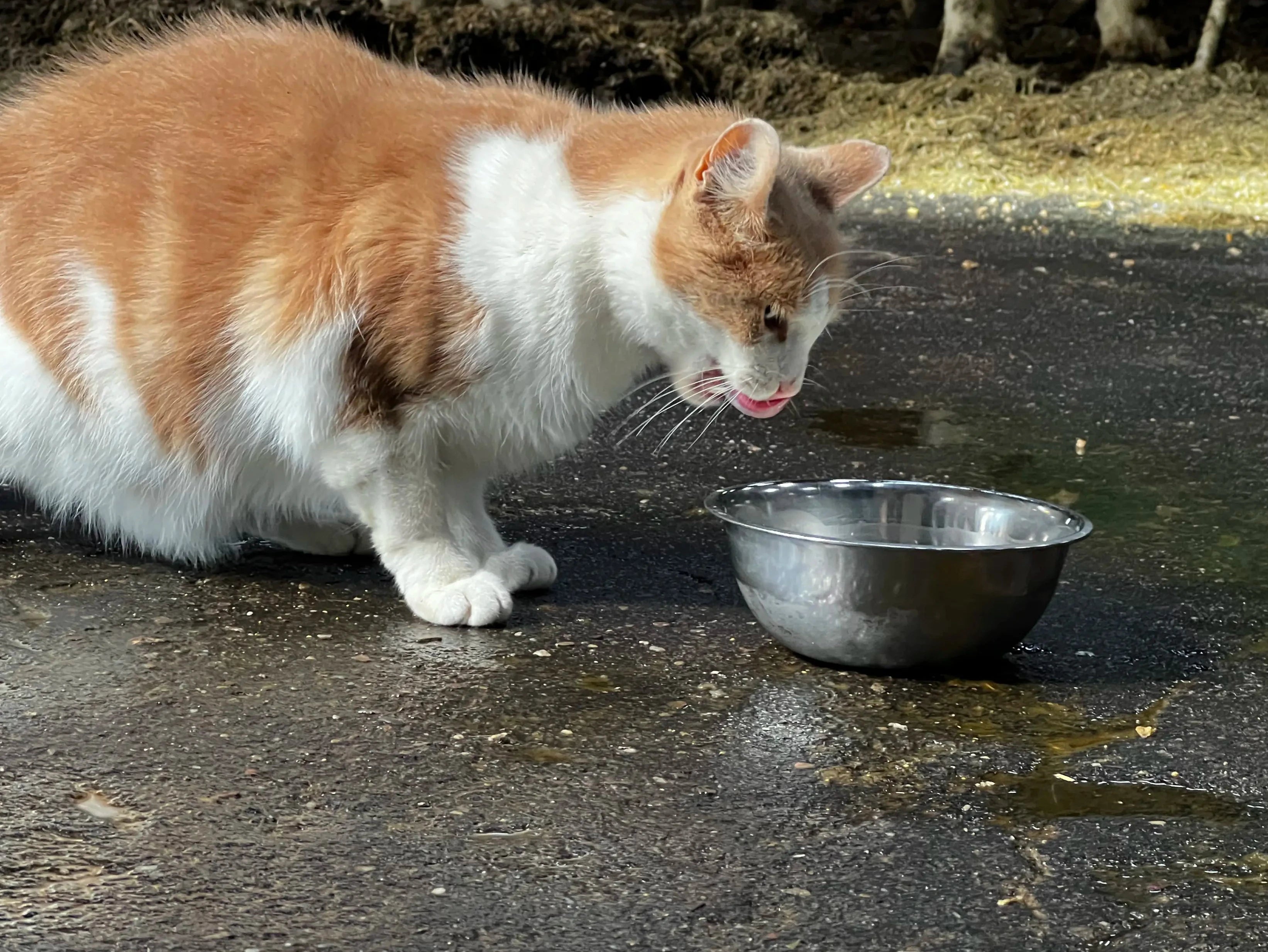 Katzenmilch, lecker, Bauernhof, Milch